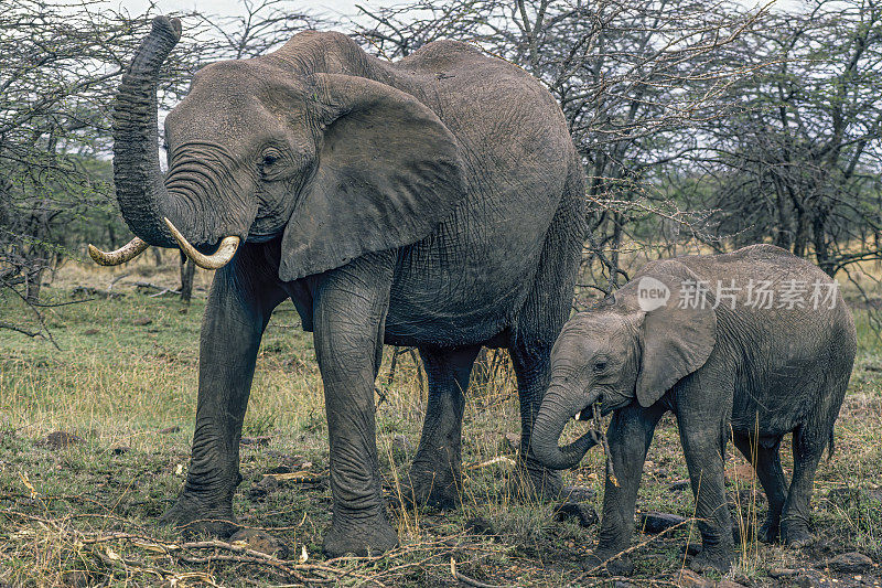 非洲丛林象(Loxodonta africana)，也被称为非洲草原象。母鲸和幼鲸。肯尼亚马赛马拉国家保护区。